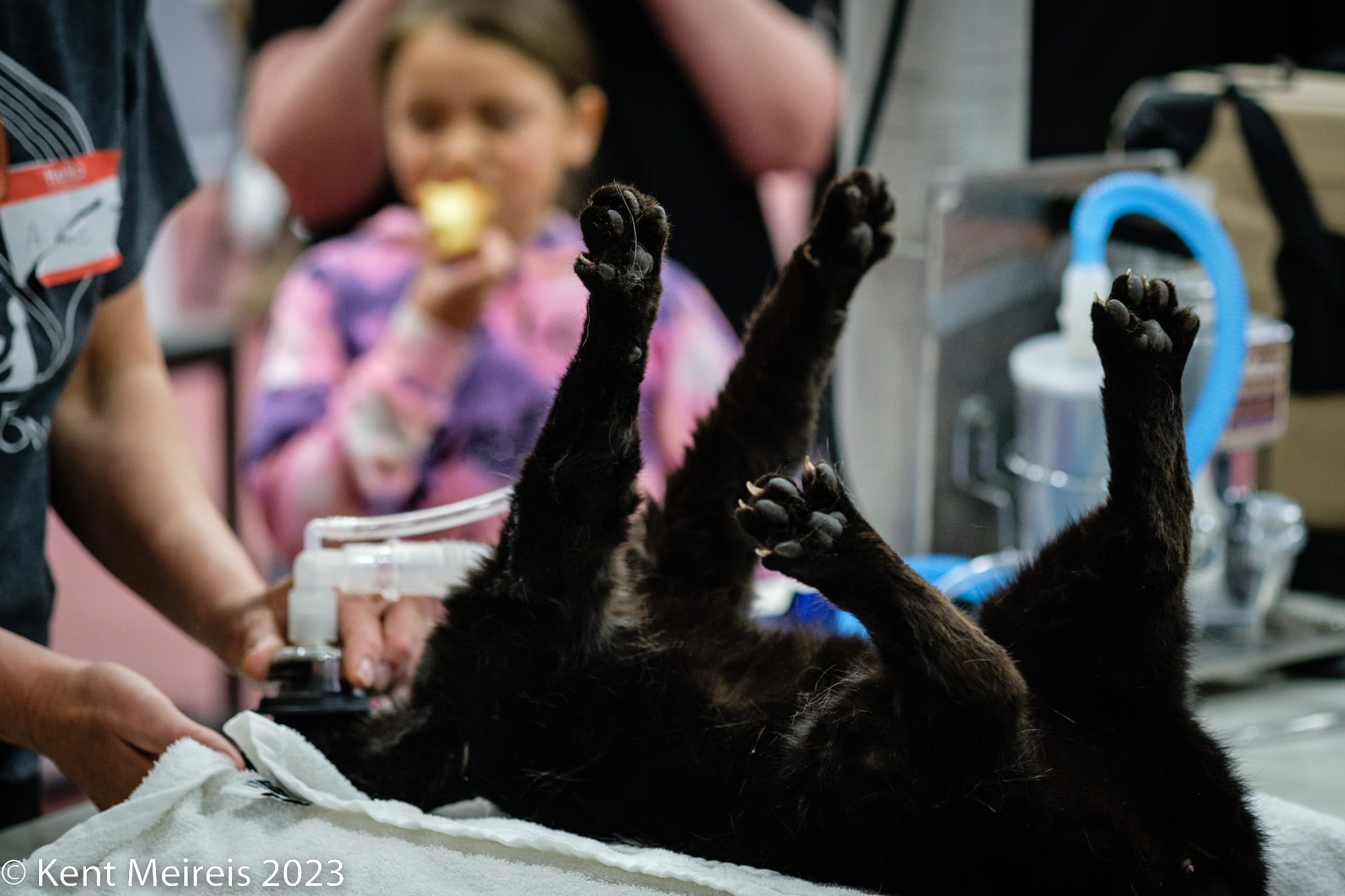 Arlee Spay and Neuter Clinic